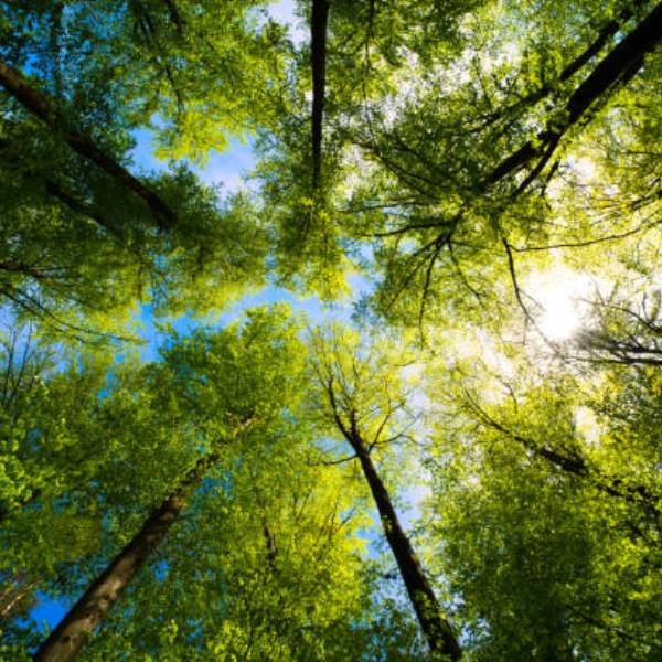 Tree Plantation on New Year - Start 2026 with Environmental Impact